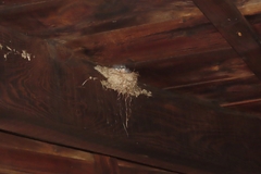 Ptyonoprogne fuligula