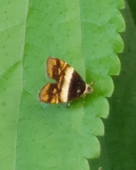 Choreutis xanthogramma