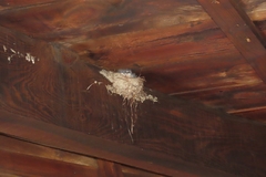 Ptyonoprogne fuligula