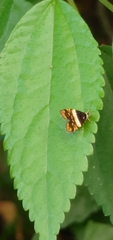 Choreutis xanthogramma
