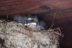 Ptyonoprogne fuligula