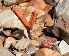 Crassula pyramidalis
