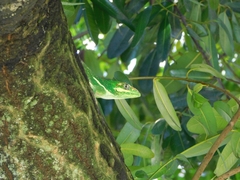 Anolis equestris