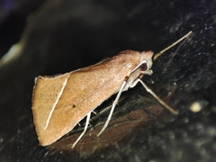 Compsoptera opacaria