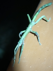 Cigarrophasma tessellatum