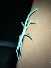 Cigarrophasma tessellatum