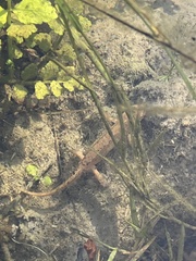 Lissotriton