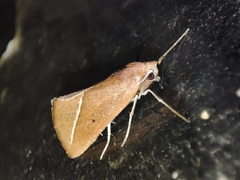 Compsoptera opacaria