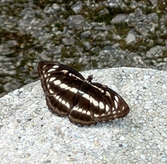 Limenitidini