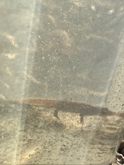 Lissotriton