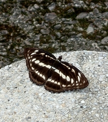 Limenitidini