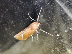 Compsoptera opacaria