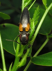 Elateridae