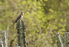Cuculus solitarius