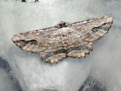 Menophra abruptaria