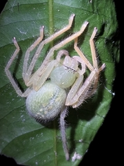 Sparianthinae
