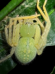 Sparianthinae