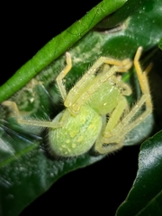 Sparianthinae