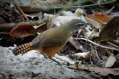 Cantorchilus leucotis