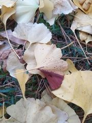 Bartheletia paradoxa