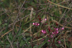Lopezia racemosa