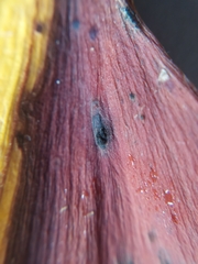 Bartheletia paradoxa