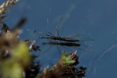 Hydrometra stagnorum