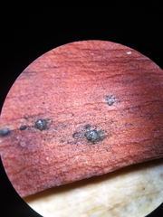 Bartheletia paradoxa
