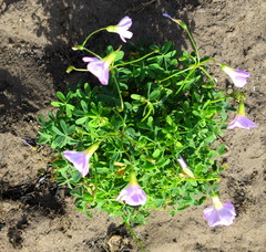 Oxalis caprina