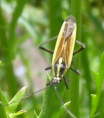 Leptopterna dolabrata