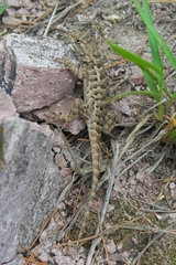 Sceloporus