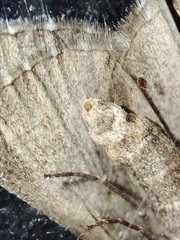 Aplocera efformata