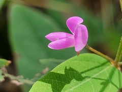 Desmodium psilophyllum