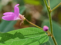 Desmodium psilophyllum