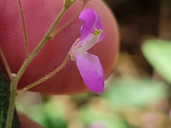 Desmodium psilophyllum