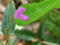 Desmodium psilophyllum
