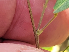 Desmodium psilophyllum