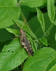 Xenocatantops brachycerus