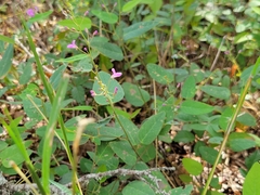 Desmodium psilophyllum