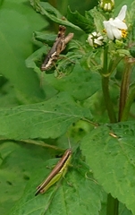 Xenocatantops brachycerus