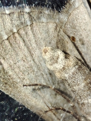 Aplocera efformata