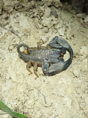 Hormurus