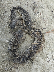 Crotalus adamanteus
