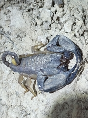 Hormurus