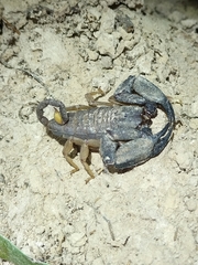 Hormurus