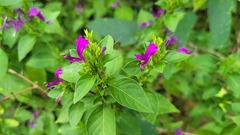 Hypoestes purpurea