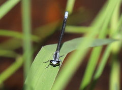 Pseudagrion kersteni