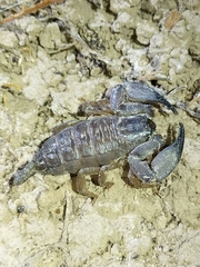 Hormurus