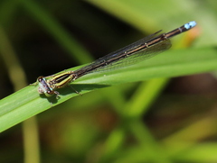 Pseudagrion kersteni