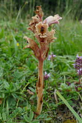 Orobanche alba